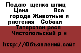 Подаю. щенка шпиц  › Цена ­ 27 000 - Все города Животные и растения » Собаки   . Татарстан респ.,Чистопольский р-н